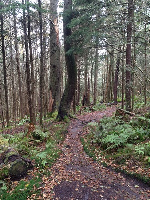 Upper Baxter Creek trail
