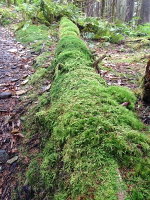 Moss covered log on Baxter Creek trail